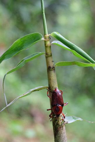 Nord Laos - Insectes