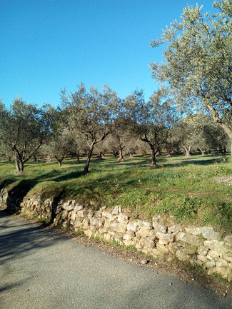 Oliveraie dans le Lubéron