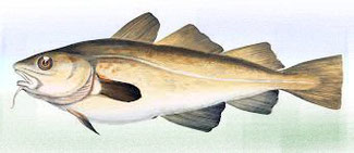 foie de morue