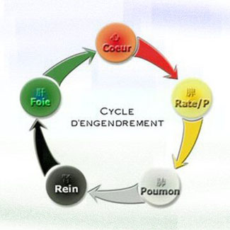 cycle d'engendrement
