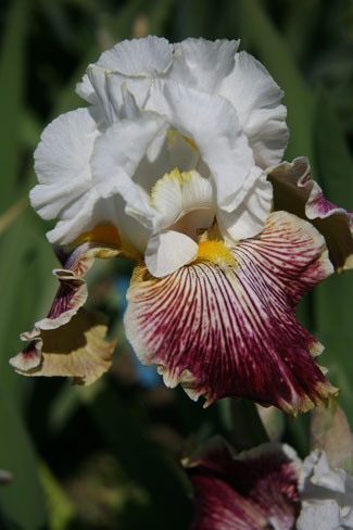 Iris à Kuttolsheim Alsace mai 2015