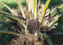 grappe de grains à huile de palme