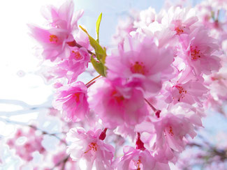 桜の美しさって日本独特