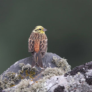 Bruant jaune mâle © Yann Février