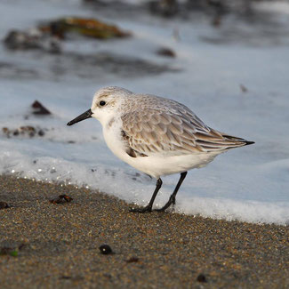 Bécasseau sanderling © Marc Rapilliard