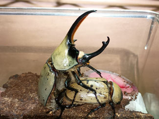 グラントシロカブトの交尾