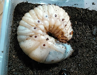 グラントシロカブトの幼虫