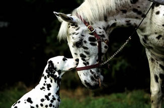 Dalmation dog and Appaloosa horse ready for integrative therapies and physical medicine