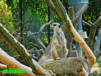 Kölner Zoo Tiere Wildpark Zoologischer Garten Reptilien Aquarium Köln Park Plan Guide Map Info Anfahrt Adresse