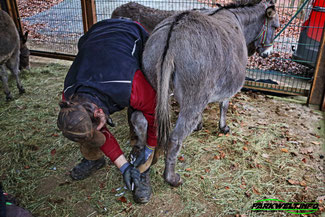 Wild Erlebnispark Daun Wildpark Wildsafari Wildtiere Zoo Freizeitpark Daun Tiere Anfahrt Sommerrodelbahn Auto Affenschlucht Map Guide Adresse Preise Park Plan Fotos Video Bilder Attraktionen