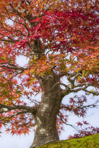 beginnendes Herbstlaub eines Fächerahorn Bonsai Acer Palmatum