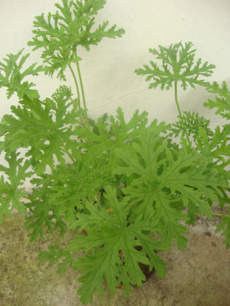 Pelargonium Citrosum