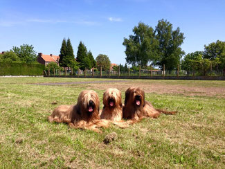 Bild: Giola, Lilly und Toni auf der Regional d'Elevage