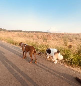 Junghundekurs, Hundetraining, Hundeschule, Butzbach, World of Dogs