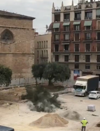 Árbol recién talado en la Plaza de la Reina de Valencia