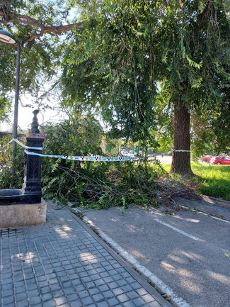 Estado de los árboles en Valencia