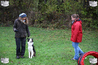 ec chiens cours education canine avec un maître qui veut eduquer son chien en utilisant la methode du leadership training avec l'aide d'un educateur canin professionnel