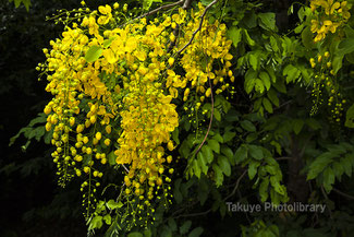 ゴールデンシャワー　沖縄の花