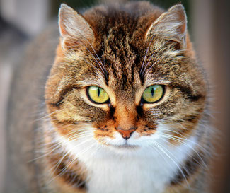 Pixabay-Tierernährungsberatung-Katze