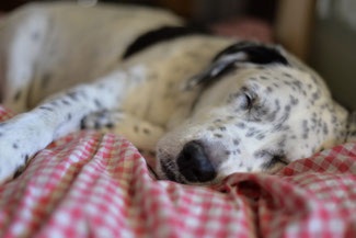 Entspannungstraining Hund