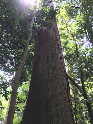 丹生川上神社の境内の杉の木はどれも😇精霊が宿っていそうです。