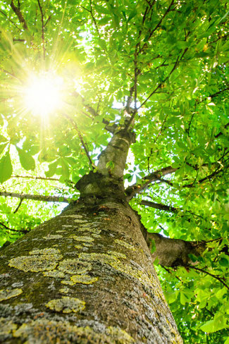 Prana Atemtechnik in der Natur. Verwenden Sie einen Baum als Ihre Kraftquelle