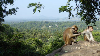 Bild: Blick vom Höhlentempel in Dambulla