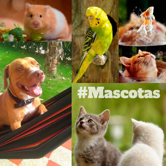 Mascotas