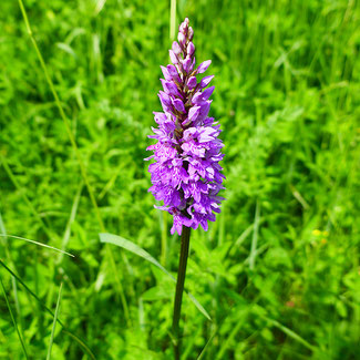 Fuchs-Knabenkraut (Dactylorhiza fuchsii) ( Foto: Rudi Netzsch) 