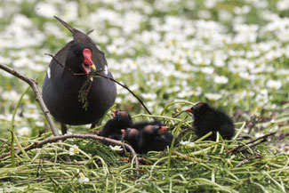 Foto: Teichhuhn mit Kücken (c) Antje Geigenberger