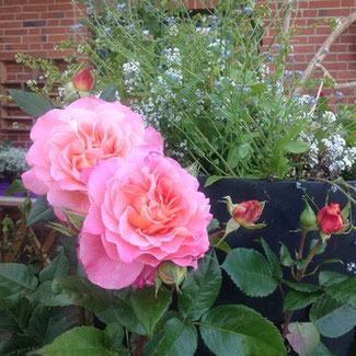 Rose Augusta Luise ® Gartenbotschafter John Langley® 