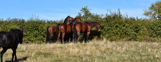 ferme equestre de preney (Morvan)