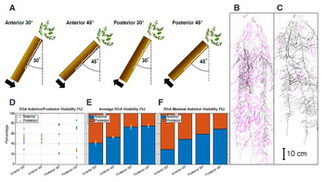 Evaluation of root system growth with in differently filled or angled rhizoboxes