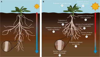Response of major root traits to increasing temperatures in crops.