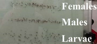 Female and male pupae and larvae of Aedes, size dimorphisms and mass rearing tray collection