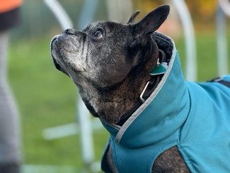 Auf diesem Bild sieht man eine Französichen Bulldoggen Mix in ihrem Blauen Mantel, wie sie hoch zu ihrer Besitzerin guckt