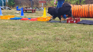 Hier ist ein schwarzer eurasier wie er über ein paar verschiedene Hürden geht