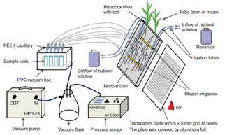 Experimental set-up of an rhizonbox experiment with pore water sampling and passive irrigation