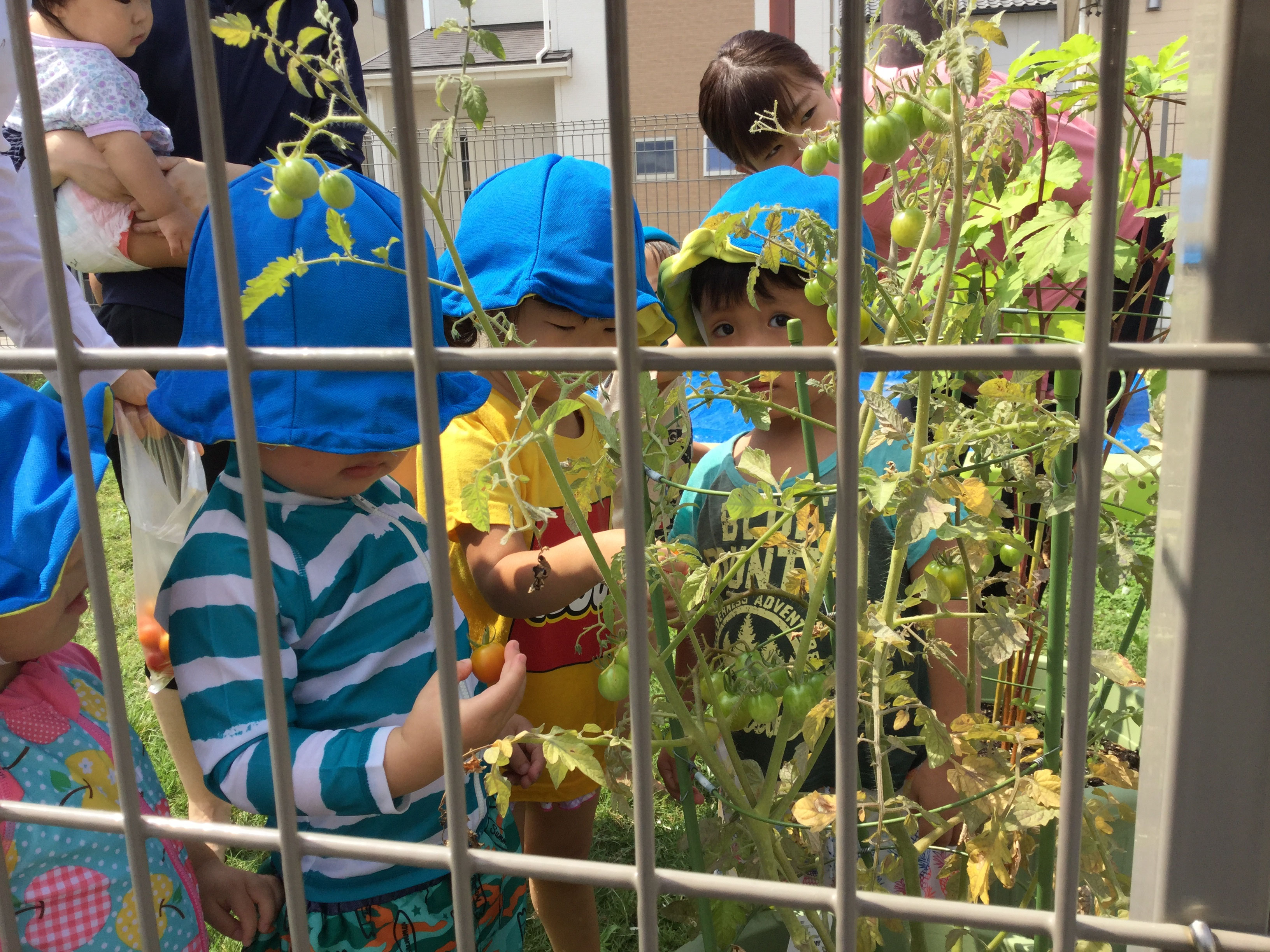 　育てていた野菜が大きくなったので、収穫しました。