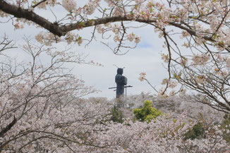 桜で囲う弥五郎どん