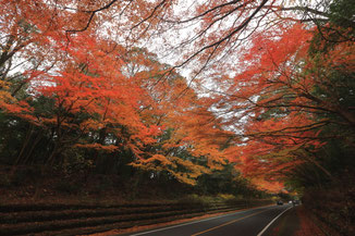 霧島神宮前道路の紅葉が美しい
