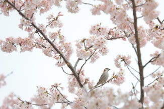 桜とニュウナイスズメ