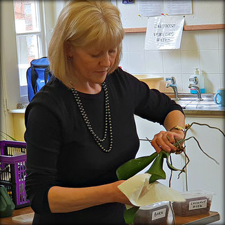 Christine Bartlett from Orchidmania hands on demonstration on repotting an Orchid