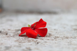 Rote Blume auf einem grauen Boden