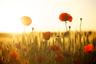 Rote Mohnblumen durch die die Sonne scheint