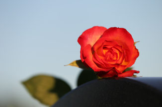 rot-gelbe Rose