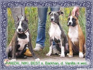 puppies from BARKHAN & VANNILA Sky From Royal Court Yard