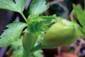 冬虫夏草 JAPAN PREMIUM - ffwellness エフエフウエルネス