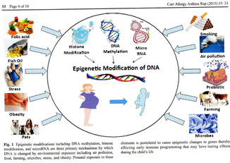 epigenetique comment l environnement agit sur la fabrication du bebe pendant la grossesse