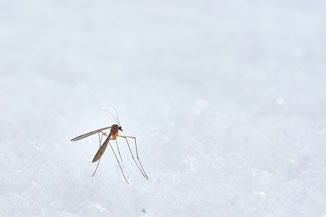 piqure de moustique et eczema